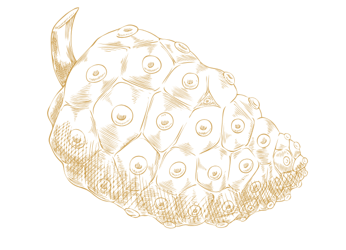 Original Divine Noni fruit Juice background hero home page